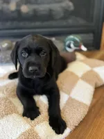 Bruce/Batman, a male Labrador Retriever for sale in Nettleton, MS – Photo 2 of 10