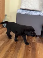 Bruce/Batman, a male Labrador Retriever for sale in Nettleton, MS – Photo 1 of 10