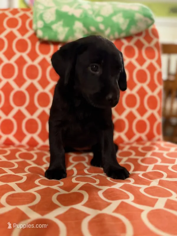 Hope – Labrador Retriever puppy for sale in Nettleton, MS