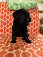 Hope, a female Labrador Retriever for sale in Nettleton, MS – 1 of 6