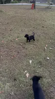 Blake, a male Labrador Retriever for sale in Nettleton, MS – 6 of 10