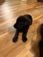 Blake , a male Labrador Retriever for sale in Nettleton, MS – 4 of 5