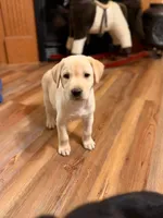 Polar, a female Labrador Retriever for sale in Nettleton, MS – 6 of 9