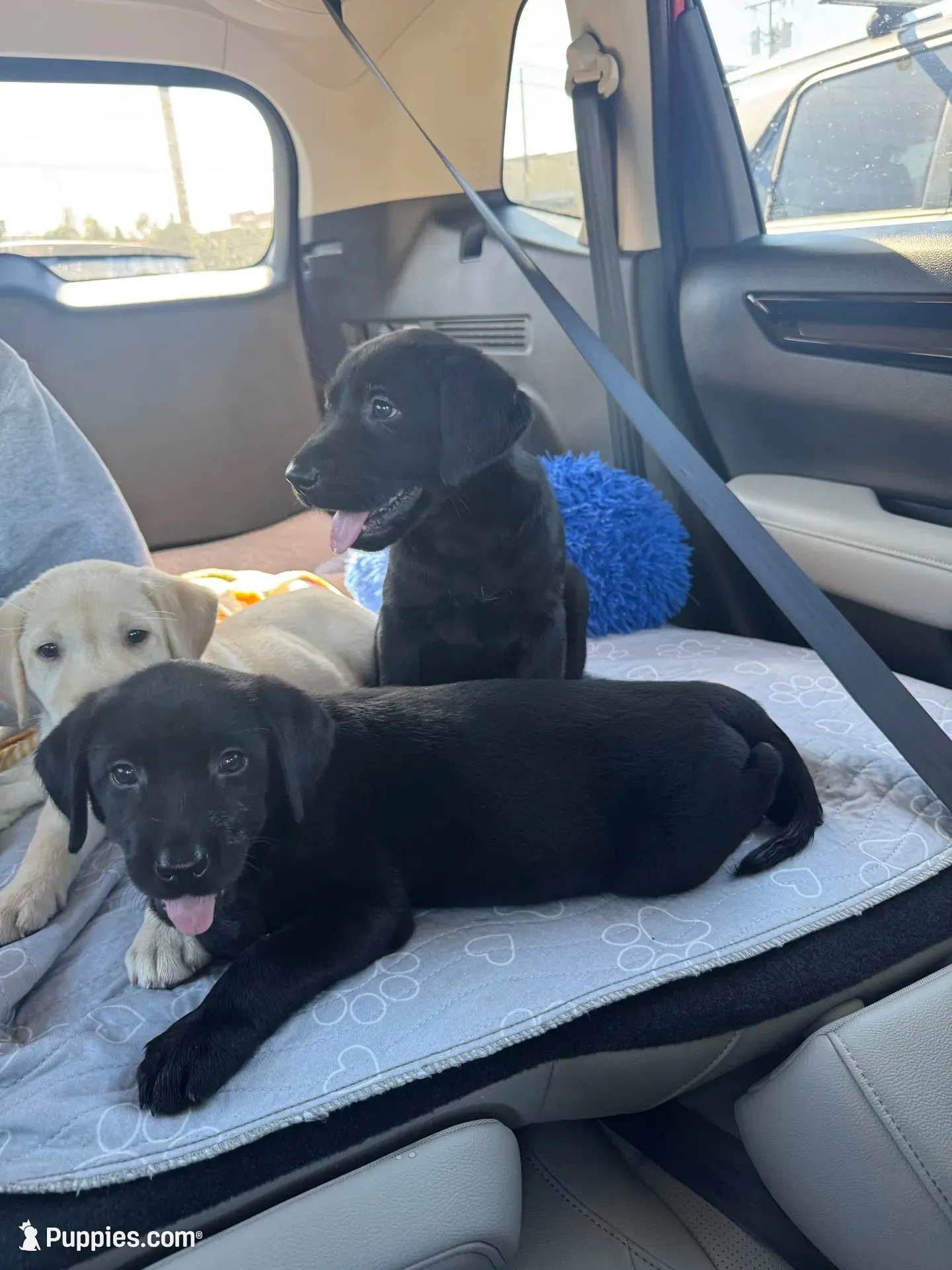 Blake, a male Labrador Retriever for sale in Nettleton, MS – 2 of 10