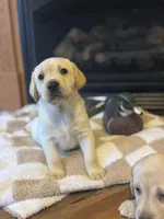 Drake, a male Labrador Retriever for sale in Nettleton, MS – Photo 2 of 10