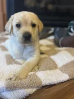 Drake, a male Labrador Retriever for sale in Nettleton, MS – Photo 7 of 10