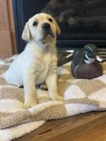 Drake, a male Labrador Retriever for sale in Nettleton, MS – Photo 9 of 10