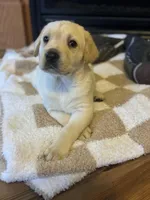 Drake, a male Labrador Retriever for sale in Nettleton, MS – Photo 3 of 10