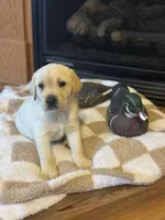 Drake, a male Labrador Retriever for sale in Nettleton, MS – Photo 10 of 10