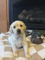 Drake, a male Labrador Retriever for sale in Nettleton, MS – Photo 1 of 10