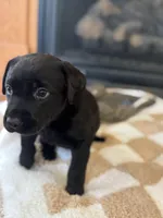 Luna, a female Labrador Retriever for sale in Nettleton, MS – Photo 1 of 7