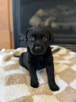 Luna, a female Labrador Retriever for sale in Nettleton, MS – Photo 3 of 7