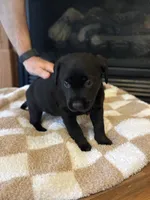 Luna, a female Labrador Retriever for sale in Nettleton, MS – Photo 7 of 7