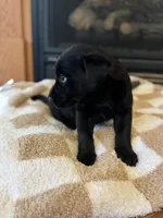 Luna, a female Labrador Retriever for sale in Nettleton, MS – Photo 6 of 7