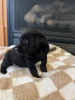 Luna, a female Labrador Retriever for sale in Nettleton, MS – Photo 4 of 7