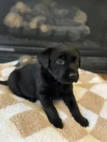 Luna, a female Labrador Retriever for sale in Nettleton, MS – Photo 5 of 7