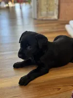 Luna, a female Labrador Retriever for sale in Nettleton, MS – Photo 2 of 7