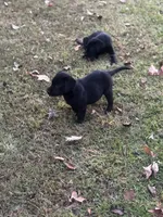 Blake, a male Labrador Retriever for sale in Nettleton, MS – 7 of 10
