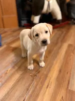Polar, a female Labrador Retriever for sale in Nettleton, MS – 4 of 9