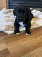 Aurora, a female Labrador Retriever for sale in Nettleton, MS – Photo 7 of 9