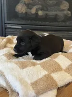 Aurora, a female Labrador Retriever for sale in Nettleton, MS – Photo 1 of 9