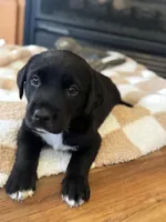 Aurora, a female Labrador Retriever for sale in Nettleton, MS – Photo 4 of 9