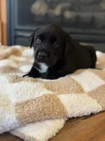 Aurora, a female Labrador Retriever for sale in Nettleton, MS – Photo 2 of 9