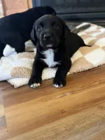 Aurora, a female Labrador Retriever for sale in Nettleton, MS – Photo 6 of 9