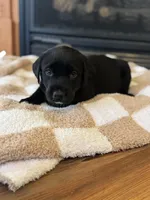 Aurora, a female Labrador Retriever for sale in Nettleton, MS – Photo 5 of 9