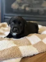 Aurora, a female Labrador Retriever for sale in Nettleton, MS – Photo 3 of 9