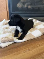 Aurora, a female Labrador Retriever for sale in Nettleton, MS – Photo 8 of 9