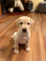 Polar, a female Labrador Retriever for sale in Nettleton, MS – 9 of 9