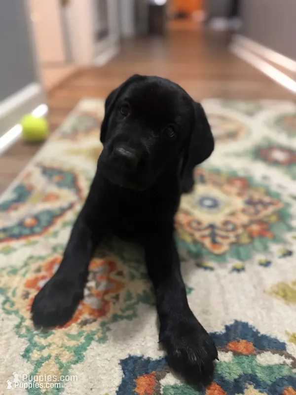 Blake, a male Labrador Retriever for sale in Nettleton, MS – 1 of 10