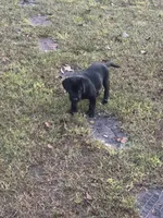 Blake, a male Labrador Retriever for sale in Nettleton, MS – 4 of 10