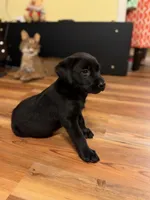 Hope, a female Labrador Retriever for sale in Nettleton, MS – 5 of 6