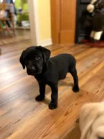 Blake , a male Labrador Retriever for sale in Nettleton, MS – 3 of 5