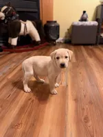 Polar, a female Labrador Retriever for sale in Nettleton, MS – 8 of 9