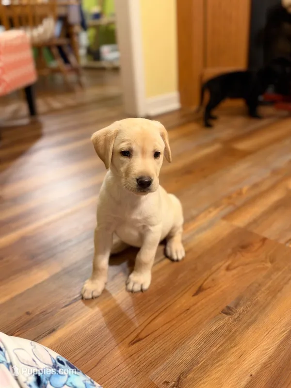 Polar – Labrador Retriever puppy for sale in Nettleton, MS