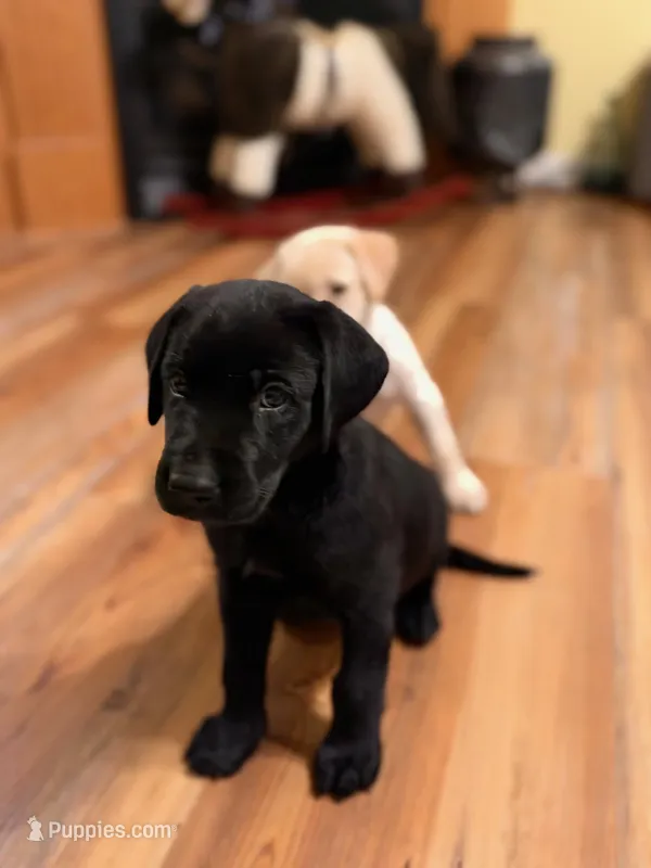 Blake  – Labrador Retriever puppy for sale in Nettleton, MS