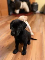 Blake , a male Labrador Retriever for sale in Nettleton, MS – 1 of 5