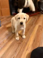 Polar, a female Labrador Retriever for sale in Nettleton, MS – 7 of 9