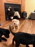 Polar, a female Labrador Retriever for sale in Nettleton, MS – 3 of 9