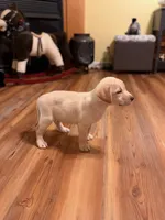 Polar, a female Labrador Retriever for sale in Nettleton, MS – 2 of 9
