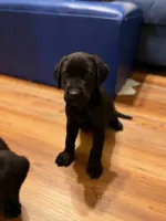 Hope, a female Labrador Retriever for sale in Nettleton, MS – 2 of 6