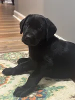 Blake, a male Labrador Retriever for sale in Nettleton, MS – 8 of 10