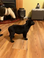 Blake , a male Labrador Retriever for sale in Nettleton, MS – 2 of 5