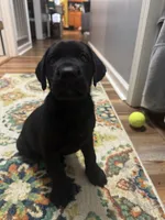 Blake, a male Labrador Retriever for sale in Nettleton, MS – 10 of 10