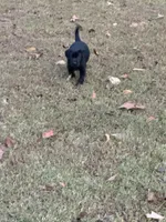 Blake, a male Labrador Retriever for sale in Nettleton, MS – 5 of 10
