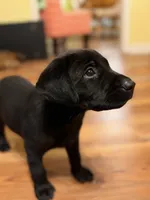 Hope, a female Labrador Retriever for sale in Nettleton, MS – 4 of 6