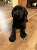 Blake , a male Labrador Retriever for sale in Nettleton, MS – 5 of 5